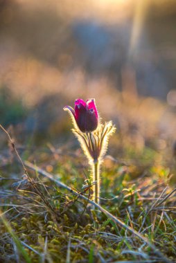 Gün batımında vahşi bahar çiçekleri 