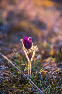 Gün batımında vahşi bahar çiçekleri 