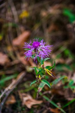 Ormanda sonbahar manzarası