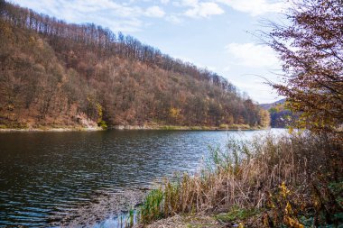 Ormanda sonbahar manzarası