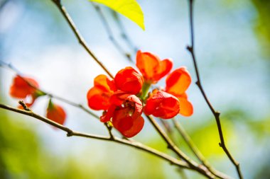 Parkta bahar çiçekleri