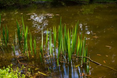 Parkta bahar çiçekleri