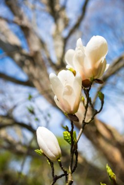 Zakynthos Adası, Yunanistan 'da güzel Akdeniz çiçekleri