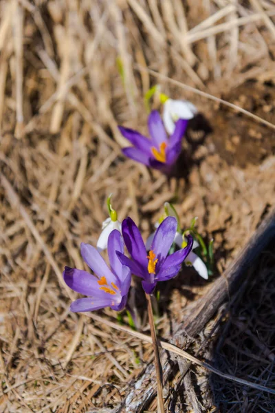 Vad Krokusz Hóvirág Hegyekben Tavasszal — Stock Fotó