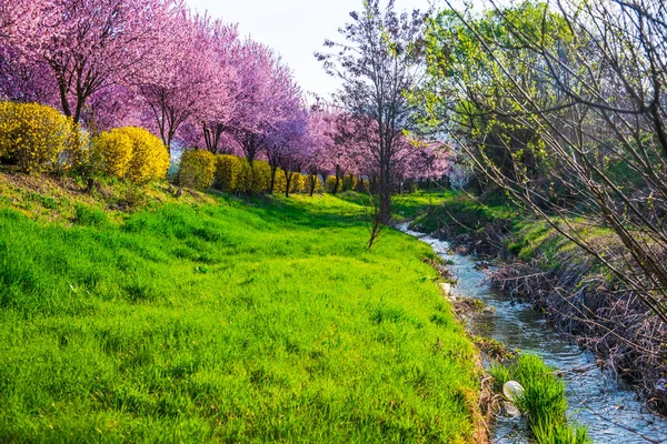 Wild Cherry Flowers Blooming Springtime — Stock Photo, Image