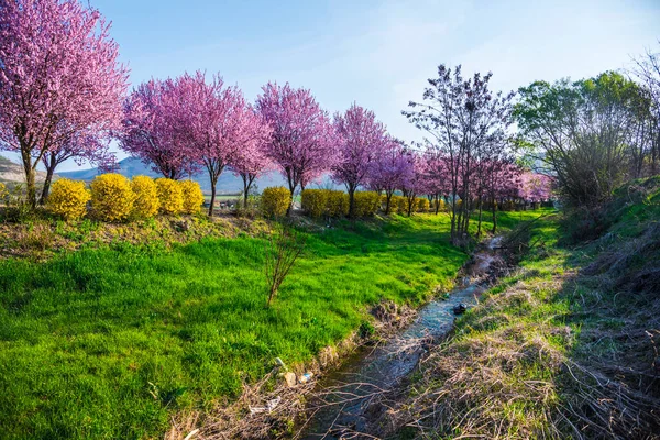 Wild Cherry Flowers Blooming Springtime — Stock Photo, Image