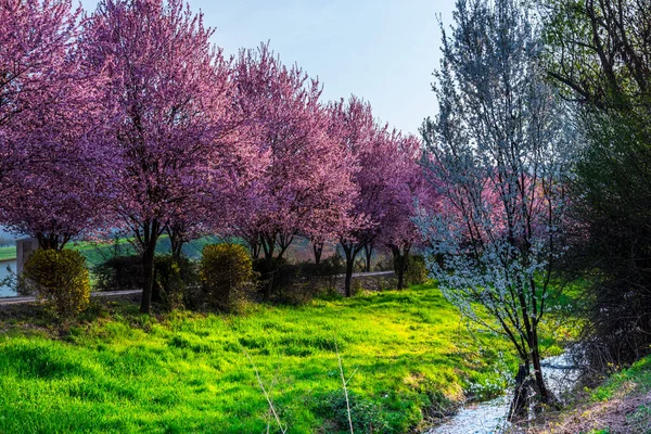 Flores Cereja Silvestres Florescendo Primavera — Fotografia de Stock