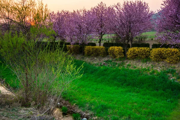Цветы Вишни Весной — стоковое фото