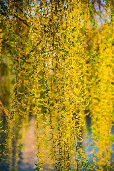 Salgueiro Perto Rio Primavera — Fotografia de Stock