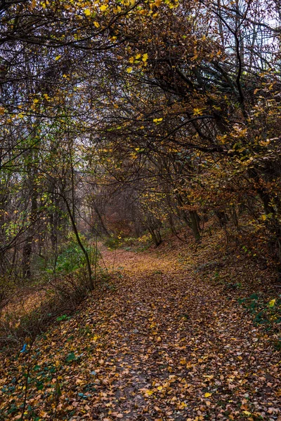 Paisaje Otoñal Cerca Del Lago —  Fotos de Stock