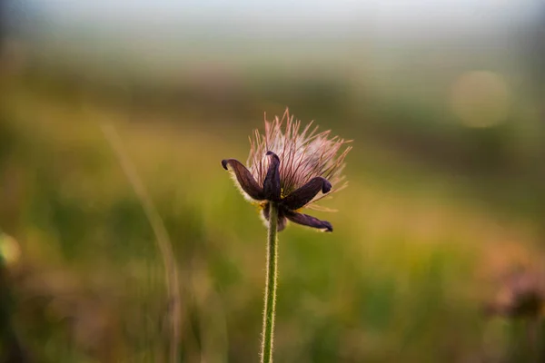 Vilda Blommor Fältet Våren Vid Solnedgången Ljus — Stockfoto