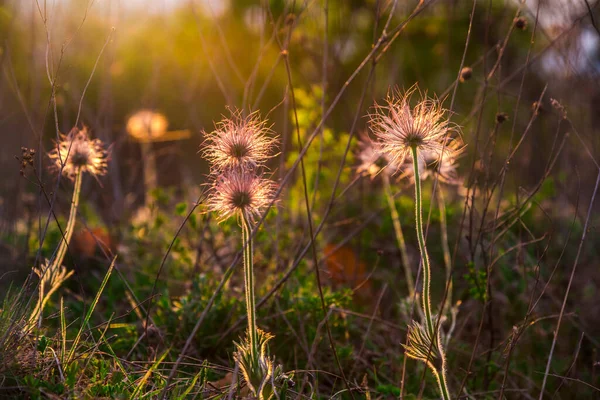 Vadvirágok Mezőn Tavasszal Napnyugtakor — Stock Fotó