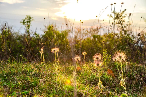 Dzikie Kwiaty Polu Wiosną Zachodzie Słońca — Zdjęcie stockowe