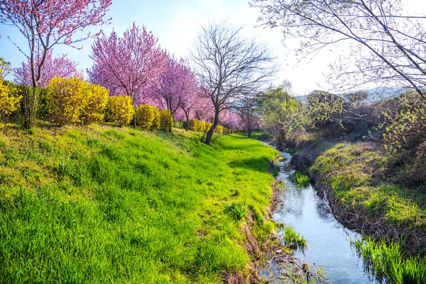 Paisagem Primavera Com Árvores Florescentes — Fotografia de Stock