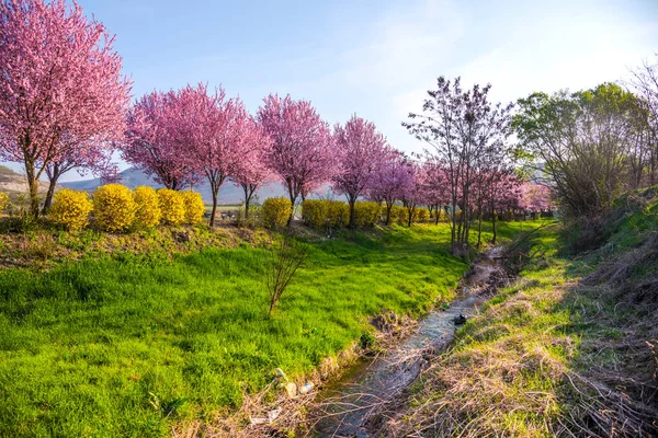 Весенний Пейзаж Цветущими Деревьями — стоковое фото