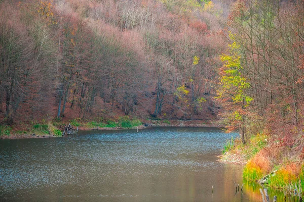 Outono Paisagem Floresta — Fotografia de Stock