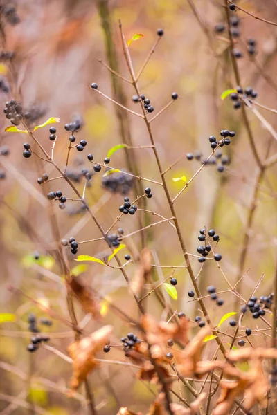 Herbstlandschaft Wald — Stockfoto