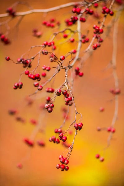 Herbstlandschaft Wald — Stockfoto