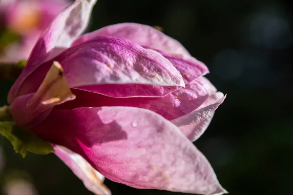 Magnolia Rose Fleurs Gros Plan — Photo