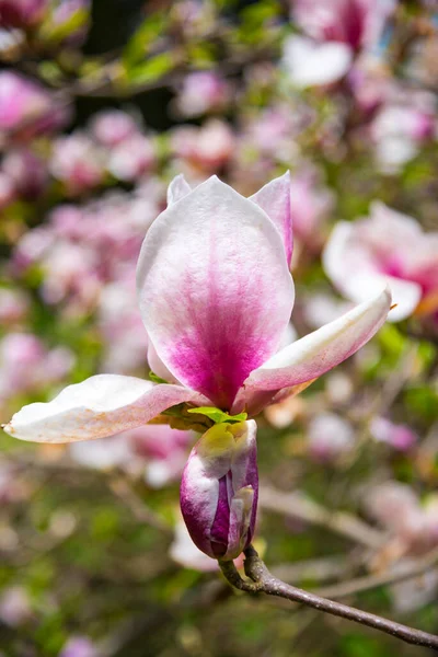 Pink Magnolia Flowers Close — Stock Photo, Image