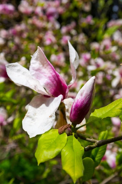 Magnolia Rose Fleurs Gros Plan — Photo