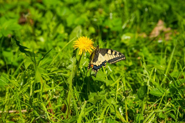 Schöner Schmetterling Auf Der Blume — Stockfoto