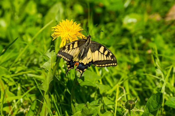 Beau Papillon Sur Fleur — Photo