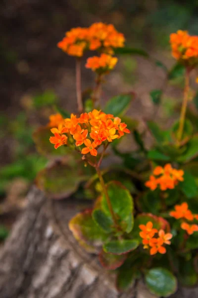 Прекрасні Середні Квіти Острові Закінтос Сірий — стокове фото