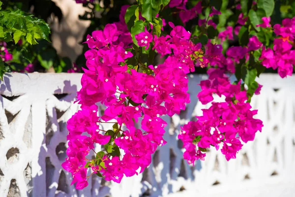 Belas Flores Mediterrâneas Ilha Zakynthos Grécia — Fotografia de Stock