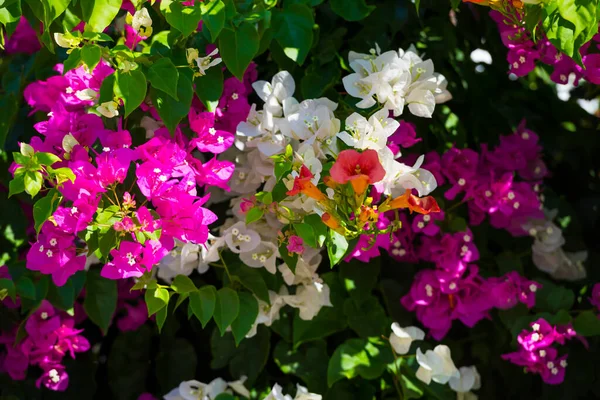 Όμορφα Μεσογειακά Λουλούδια Στη Ζάκυνθο Ελλάδα — Φωτογραφία Αρχείου
