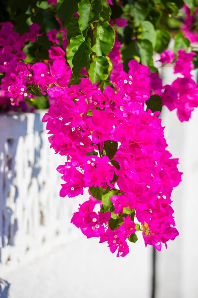 Belas Flores Mediterrâneas Ilha Zakynthos Grécia — Fotografia de Stock