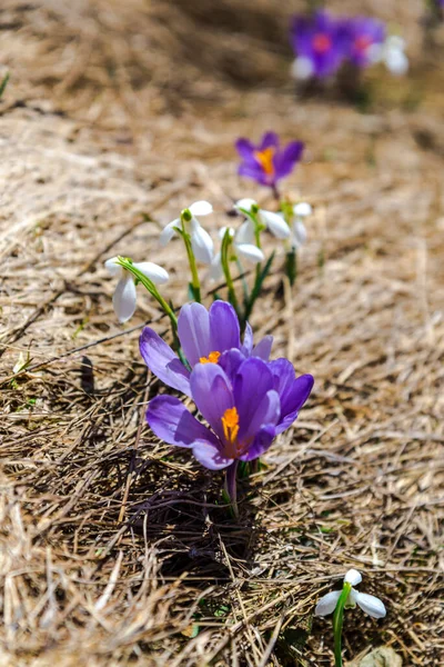 Wild crocus and snowdrops on the mountains on the springtime — Stock Image Wild Crocus Snowdrops Mountains Springtime Stock Picture
