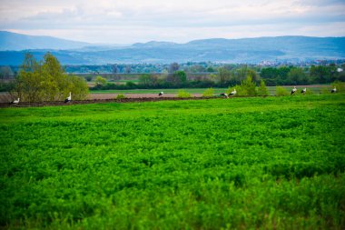 Yeşil tarlada ilkbahar manzarası