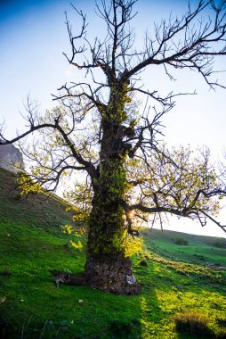 Parkta ilkbahar manzarası