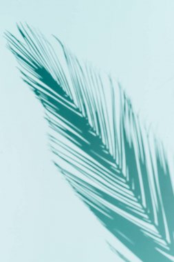 Palmiye yaprağı göksel bir arka plan üzerinde gölge döküm. kimse backg