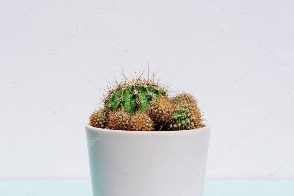 Detail of cactus with thorns in white pot. 