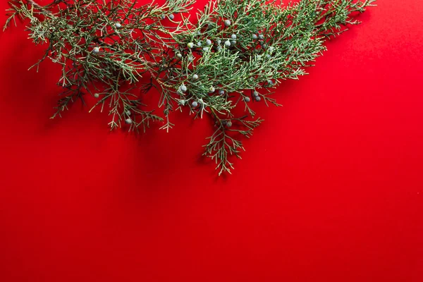 Ramas de pino sobre fondo rojo, concepto de Navidad naturaleza —  Fotos de Stock