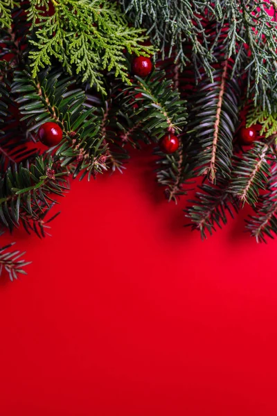 Creative layout made of Christmas tree branches on red backgroun — Stock Photo, Image