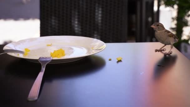 Горобці Крадуть Відвідувачів Їжею Тарілки Яка Стоїть Столі Терасі Ресторану — стокове відео