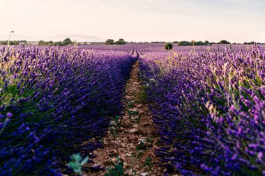 İspanya 'nın Guadalajara eyaletinde, Brihuega' da günbatımında açan güzel lavanta tarlası. İnsansız manzara.