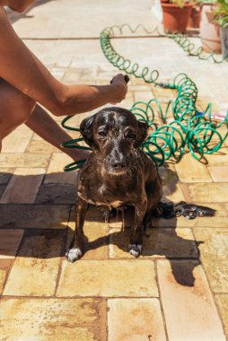 Küçük siyah köpek, avluda banyo yapıyor hortumun su sıçratmasıyla. Kadın vücuda elleriyle şampuanla masaj yapıyor. Açık havada.