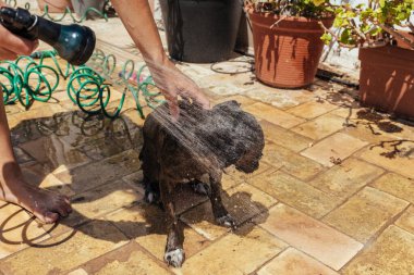 Küçük siyah köpek, avluda banyo yapıyor hortumun su sıçratmasıyla. Kadın vücuda elleriyle şampuanla masaj yapıyor. Açık havada.