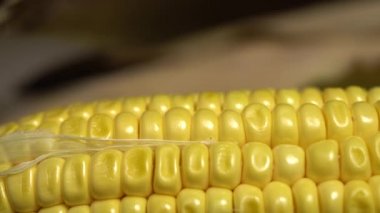 Taze mısır koçan yeşil yaprakları sarılmış. Olgun sarı mısır koçanları. Dolly çekim, kamera hareket sürgülü, seçici odak. Yakın çekim, 4k görüntüleri. 