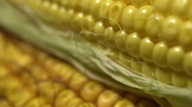 Taze mısır koçan yeşil yaprakları sarılmış. Olgun sarı mısır koçanları. Dolly çekim, kamera hareket sürgülü, seçici odak. Yakın çekim, 4k görüntüleri. 