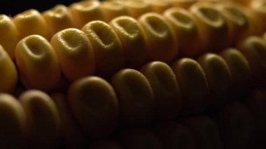 Mısır. Taze mısır koçan. Rotasyonda olgun sarı mısır koçanları, seçici odak. Yakın çekim, 4k görüntüleri. 