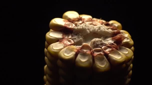 Corn Fresh Corn Cob Ripe Yellow Corn Cobs Rotation Selective — Stock Video