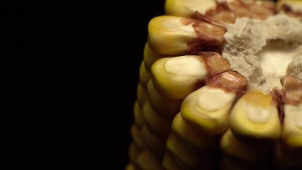 Corn Fresh Corn Cob Ripe Yellow Corn Cobs Rotation Selective — Stock Video