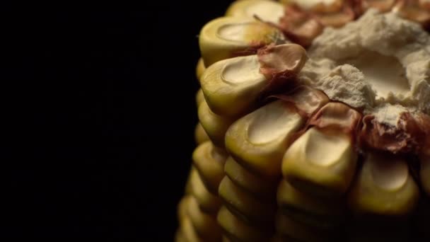 Kukuřice Čerstvý Kukuřičný Cob Zralý Žlutý Kukuřičný Koláč Rotaci Selektivní — Stock video