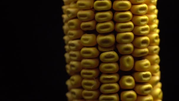 Kukorica Kukoricacsíra Érett Sárga Kukorica Csövek Rotációs Szelektív Fókuszban Közelről — Stock videók