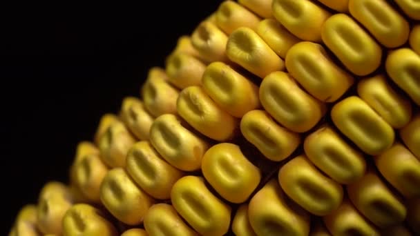 Кукуруза Свежая Кукуруза Спелые Жёлтые Кукурузные Початки Повороте Избирательный Фокус — стоковое видео
